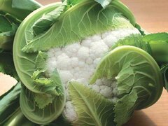 Seminte de conopida Ilkaar F1, 1000 Seminte